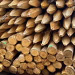 kastanje palen stock